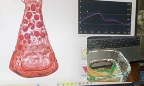 Veterinario y mascotas